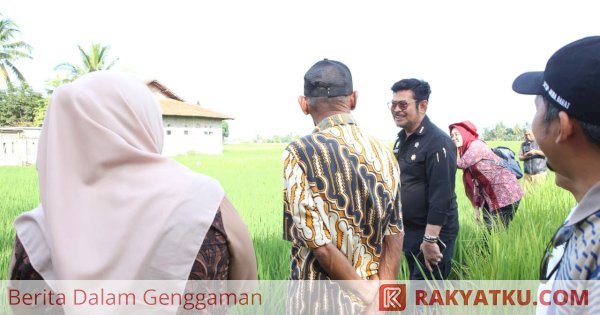 Tinjau Sawah di Cianjur, Mentan SYL Dorong Percepatan Gertam Padi 1.000 hektare