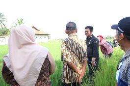 Tinjau Sawah di Cianjur, Mentan SYL Dorong Percepatan Gertam Padi 1.000 hektare
