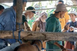 Pemkot Parepare Perketat Pengawasan Hewan Ternak Jelang Iduladha