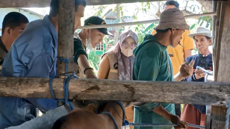 Pemkot Parepare Perketat Pengawasan Hewan Ternak Jelang Iduladha