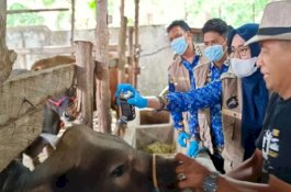 Pemkot Parepare Turun Periksa Kesehatan Hewan Kurban Jelang Idul Adha