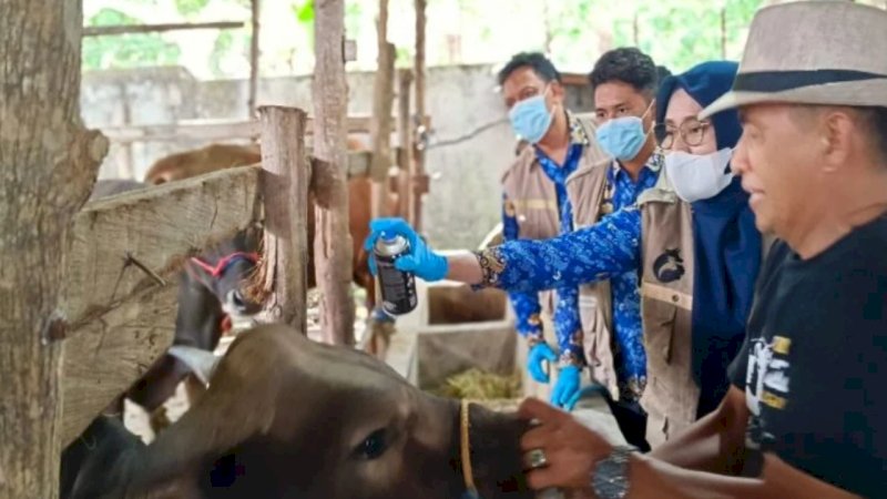 Pemkot Parepare Turun Periksa Kesehatan Hewan Kurban Jelang Idul Adha 