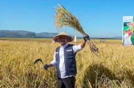 Didampingi Bupati Maros, Gubernur Sulsel Tanam dan Panen Benih Padi