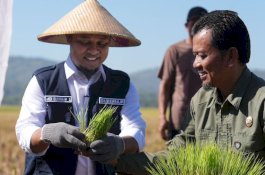Gunakan Mandiri Benih Andalan, Produksi Padi Desa Tanete Maros Tembus 8,8 Ton per Hektare