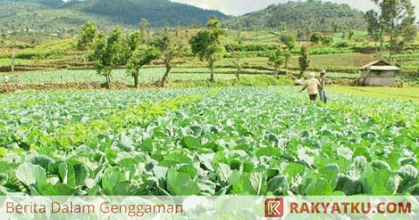 Saran Bagi Petani Indonesia untuk Hadapi Kemarau Panjang