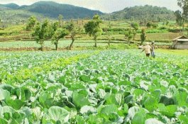 Saran Bagi Petani Indonesia untuk Hadapi Kemarau Panjang