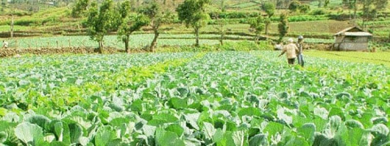 Saran Bagi Petani Indonesia untuk Hadapi Kemarau Panjang