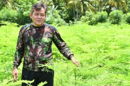 Melejit di Pasar Ekspor, Kementan Genjot Pengembangan Hulu-Hilir Kelor dan Minat Generasi Muda