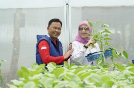 Perekonomian Petani Sayur Hidroponik di Bantaeng Meningkat Sejak Dapat Bantuan
