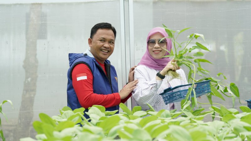 Perekonomian Petani Sayur Hidroponik di Bantaeng Meningkat Sejak Dapat Bantuan