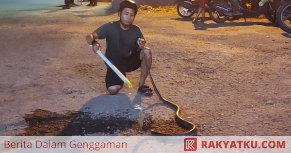 Ular King Cobra Tiga Meter Bikin Panik di Parepare, Warga Diminta Waspada