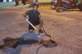 Ular King Cobra Tiga Meter Bikin Panik di Parepare, Warga Diminta Waspada