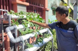 Melalui Program Lorong Wisata Masyarakat Budidaya Sayur di Halaman Rumah Secara Hidroponik