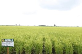 Meskipun El Nino, Pertanaman Padi di Pandeglang Tak Ada Gagal Panen