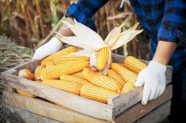 Petani Rasakan Manfaat Program Kementan Antisipasi El-Nino