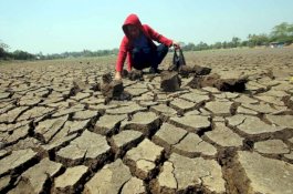 Wajo Tetapkan Status Tanggap Darurat Kekeringan Akibat Fenomena El Nino