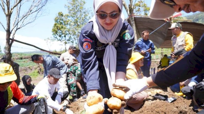 Bupati Luwu Utara, Indah Putri Indriani, saat panen kentang di Desa Limbong, Kecamatan Rongkong, Kabupaten Luwu Utara, Sulawesi Selatan, Ahad (24/9/2023).  (Foto: Pemkab Luwu Utara)