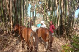Kuda yang Dicuri Ditemukan Terikat di Jeneponto, Polisi Buru Pelaku
