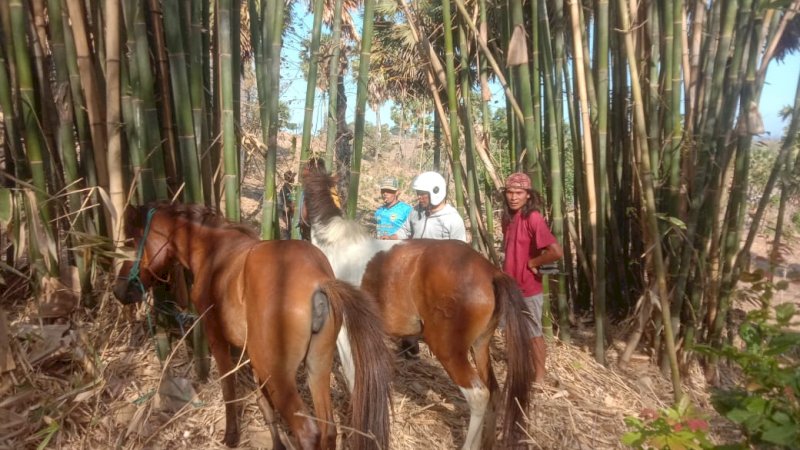 Kuda yang hilang dicuri ditemukan terikat di tengah rimbunan pohon bambu di Dusun Sarroanging Desa Bontorappo, Kecamatan Tarowang, Kabupaten Jeneponto, Sulawesi Selatan, Jumat (13/10/2023). (Foto: Samsul Lallo/Rakyatku.com)