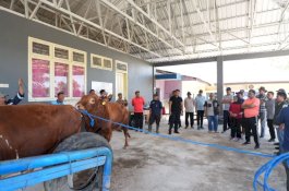 Pj Gubernur Bahtiar Dorong Pengembangan Ternak Unggulan di Sulsel lewat Inseminasi Buatan