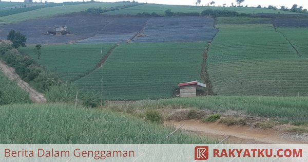 Di Solok, Kementan Bangun Kampung Hortikultura Bawang Merah Siap Ekspor