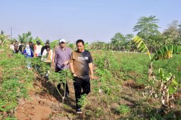 Pj Gubernur Tinjau 23 Hektar Lahan Percontohan Budidaya Pisang dan Nanas di Gowa