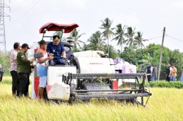 Petani Pinrang Pesta Panen Padi, Pj Gubernur Optimistis Surplus 2 Juta Ton Beras Tercapai