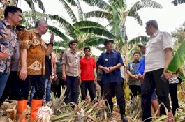 Pj Gubernur Bahtiar Kunjungi Kampung Pisang di Pinrang