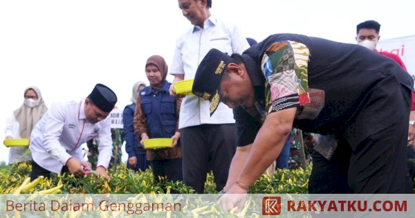 Tekan Inflasi, Pemprov Sulsel dan Pemkab Wajo Kompak Panen Raya Cabe