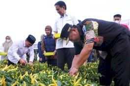 Tekan Inflasi, Pemprov Sulsel dan Pemkab Wajo Kompak Panen Raya Cabe