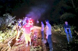 Polisi Bersama Tim PLN Evakuasi Pohon Tumbang yang Menutupi Badan Jalan di Desa Pasaka