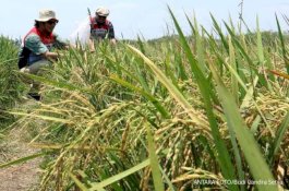 Masyarakat Sejahtera Dengan Ketahanan Pangan yang Stabil .Pupuk Indonesia Pastikan Kebutuhan Pupuk Petani  Pada Musim Tanam Periode Oktober 2023- Maret 2024 Aman