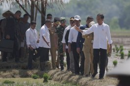 Tinjau Penanaman Padi di Pekalongan, Presiden Jokowi : Kita Kejar Tanam, Tanam, Tanam
