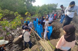 Hari Nusantara, DKP Sulsel Tanam 78 Ribu Mangrove di Pesisir Bone