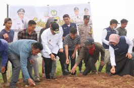 Pj Gubernur Sulsel Dukung Pertanian Kentang di Gowa, Program KUR Siap Diterapkan