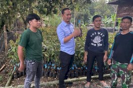 Ian Latanro Salurkan 12 Ribu Bibit Durian Musang King di Enrekang
