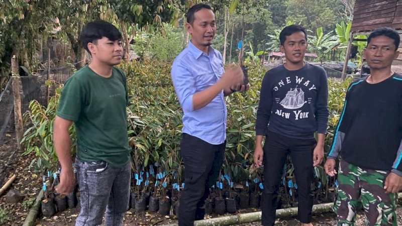 Ian Latanro Salurkan 12 Ribu Bibit Durian Musang King di Enrekang
