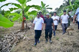 Cerita Petani Pisang Cavendish di Bone, Awalnya Beli Enam Pohon Bibit