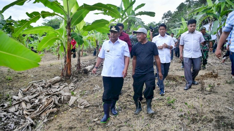 Cerita Petani Pisang Cavendish di Bone, Awalnya Beli Enam Pohon Bibit