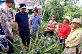 Desa Palippu Wajo Akan Jadi Percontohan Pengembangan Nanas di Sulsel