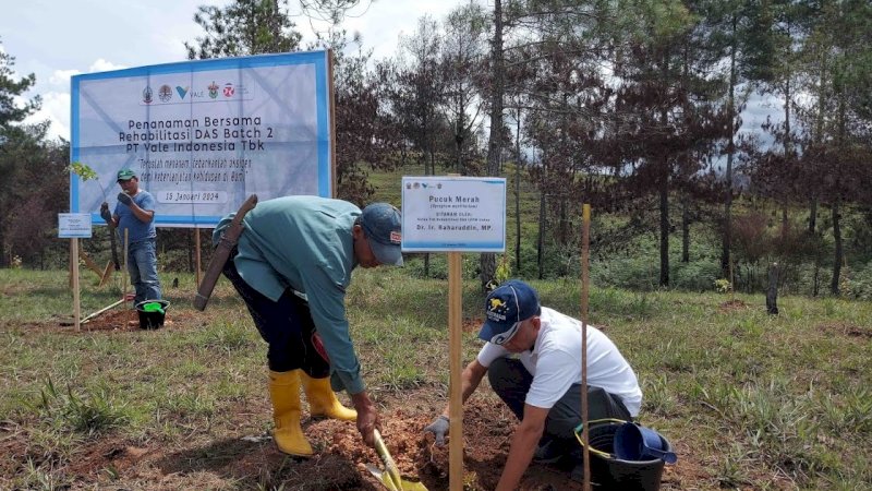 PT Vale Indonesia melakukan penanaman pohon sebagai bagian dari rehabilitasi daerah aliran sungai (DAS). Kali ini di Kabupaten Tana Toraja, Sulawesi Selatan, Senin (15/1/2024) dan Selasa (16/1/2024). (Foto: PT Vale Indonesia)