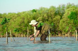 Kalla Kembali melakukan Penyulaman 10.000 Bibit Mangrove 