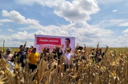 Panen Jagung di Lokasi Food Estate Gunung Mas Memuaskan