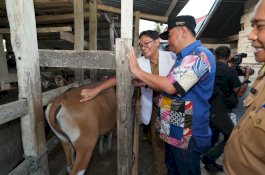 Pemprov Sulsel Dorong Peningkatan Produksi Sapi Melalui Inseminasi Buatan