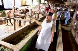 Program Inseminasi Buatan Maros, Upaya Pemprov Sulsel Tingkatkan Sektor Peternakan