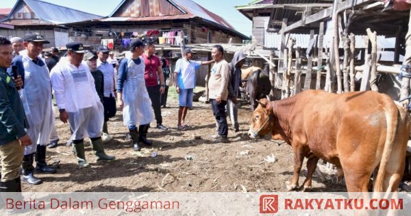 Peternak Wajo Terbantu Program IB, Sapi Berkualitas-Harga Jual Lebih Tinggi