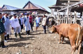 Peternak Wajo Terbantu Program IB, Sapi Berkualitas-Harga Jual Lebih Tinggi