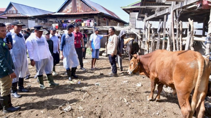 Penjabat (Pj) Gubernur Sulawesi Selatan (Sulsel), Bahtiar Baharuddin, didampingi Bupati Wajo, Amran Mahmud, meninjau pelaksanaan inseminasi buatan (IB) di peternakan milik warga di Desa Patila, Kecamatan Pammana, Jumat (9/2/2023). (Foto: Pemprov Sulsel)