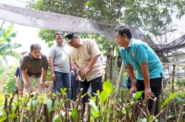 Pj Gubernur Sulsel Cek Lokasi Pembibitan Sukun yang Diinisiasi Kelompok Tani Desa Samaenre