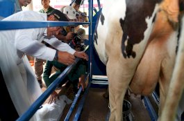 Melalui Inseminasi Buatan, Pj Gubernur Sulsel Target Enrekang Jadi Sentral Sapi Perah
